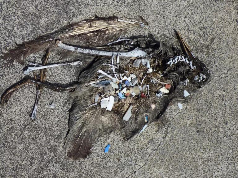 The decomposing body of a bird reveals plastic pieces in its body.