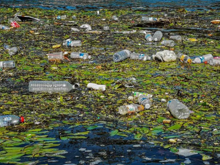 Dozens of plastic bottles and cups float among the leaves at the top of a lake.