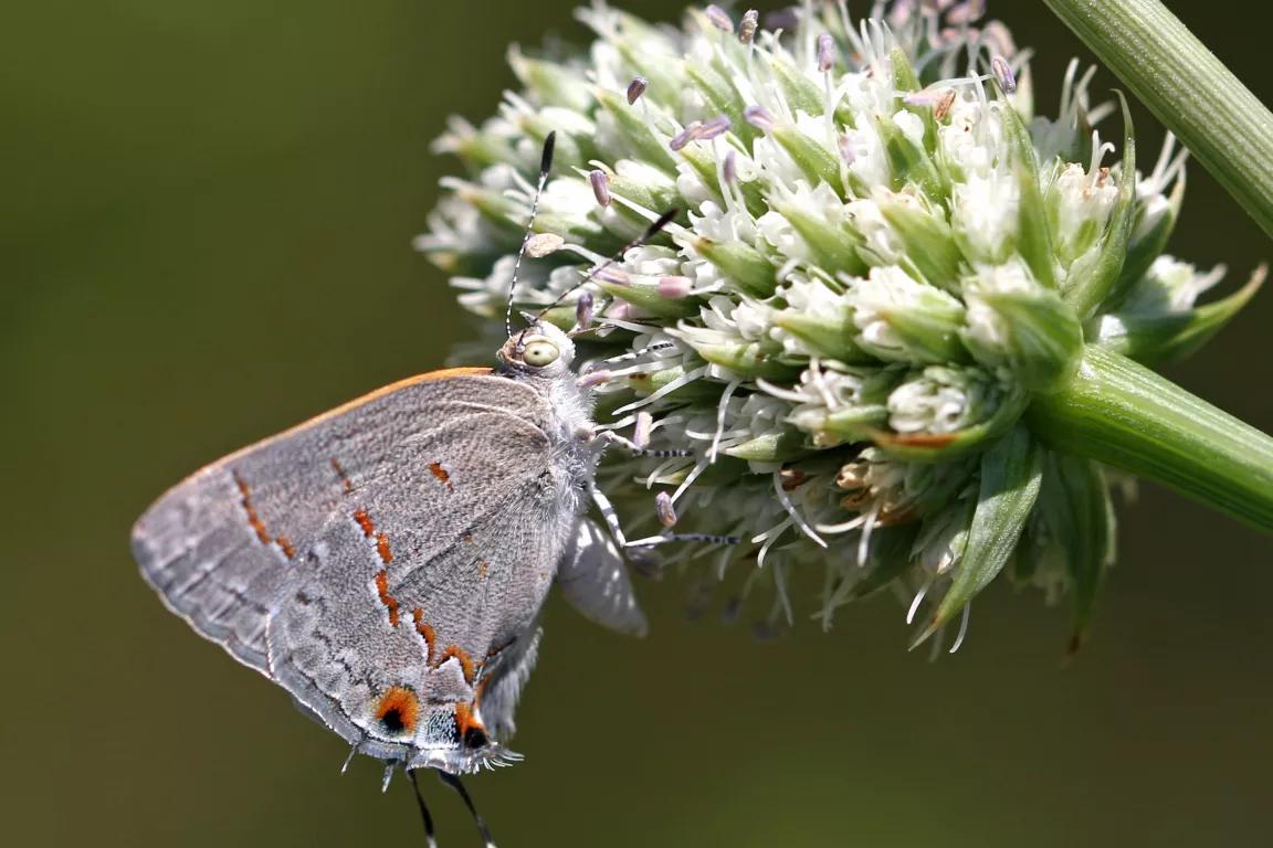 A gray butterfly with orange spots on its wings stops on a white flower