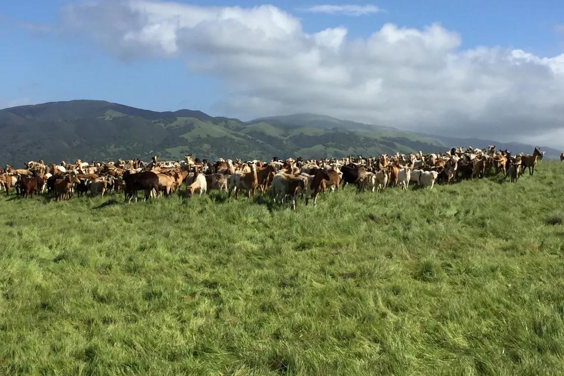 A herd of cattle on grassy land with mountains in the background