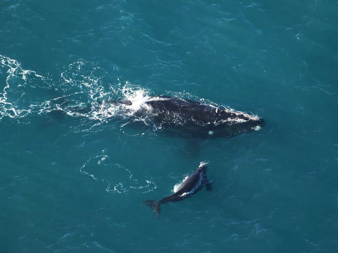 An aerial view of North Atlantic right whale #1245 Slalom and her calf swimming off the coast of South Carolina