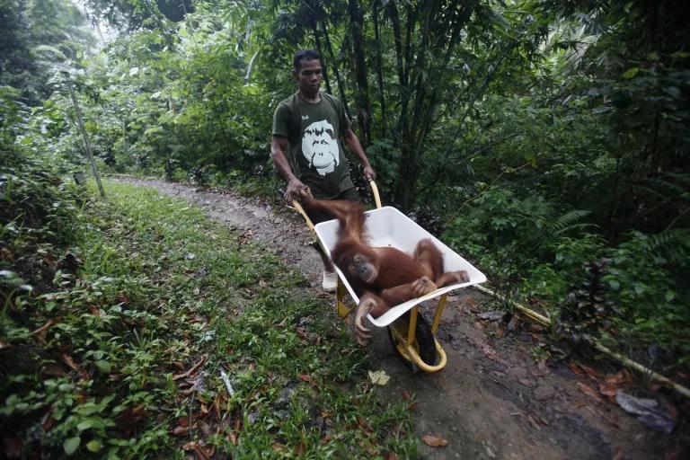 A worker pushes a wheelbarrow carrying an orangutan on a path through a wooded area