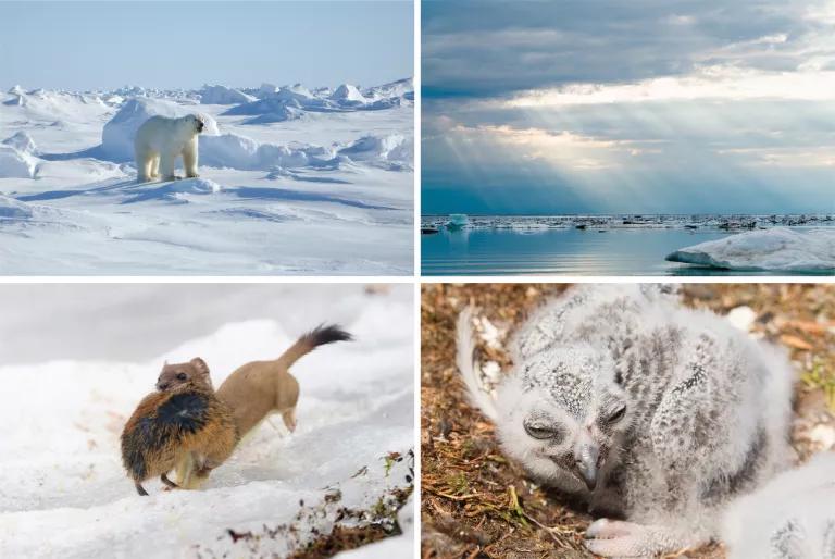 Top left, a polar bear stands on ice; top right, sunbeams stream through clouds above floating ice bergs; bottom left, two ermines in the snow; bottom right, a fuzzy white snowy owlet on the ground