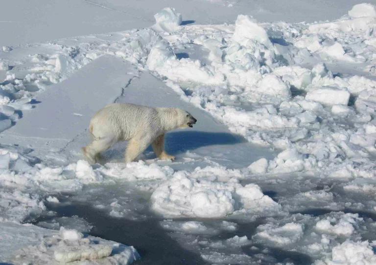A polar bear walks across ice bergs on the water