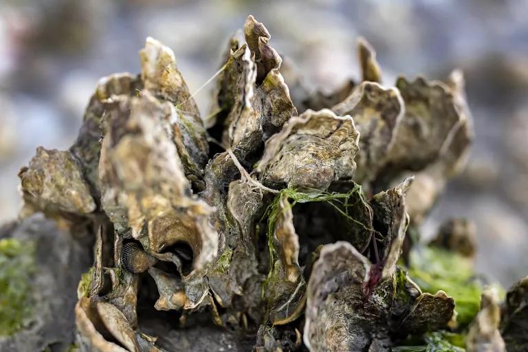 A close view of a cluster of oyster shells