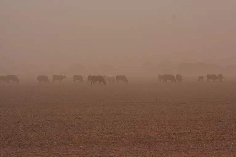 A herd of cows seen through a deep brown haze