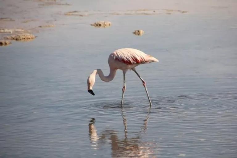 Flamingos at Laguna Chaxa, Atacama Desert, Chile