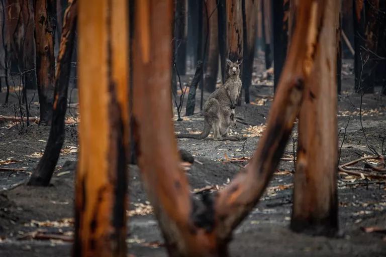 A kangaroo stands among burned tree trunks