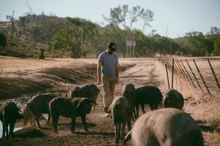 A man walks among pigs in a dirt clearing