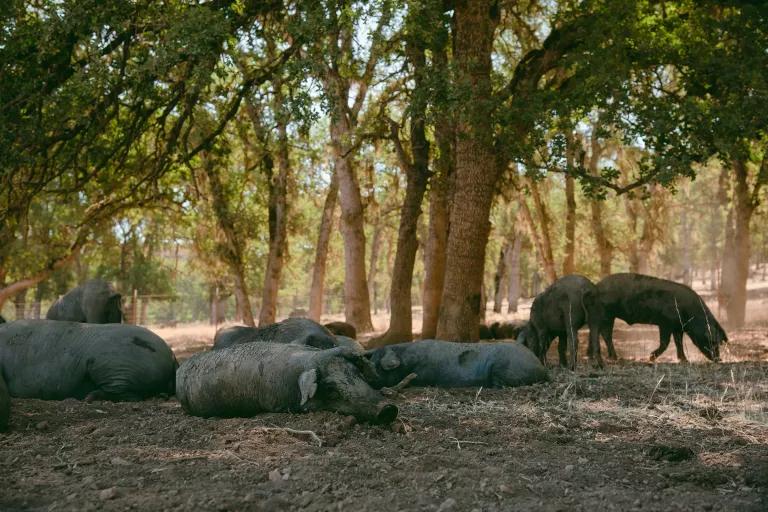 Pigs rest and graze in the dirt under shady trees
