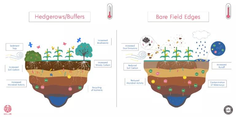 Hedgerows and Buffers improve agricultural lands by trapping sediment, increasing soil carbon, microbial activity, biodiversity, woody carbon, and recycling nutrients over bare field edges 