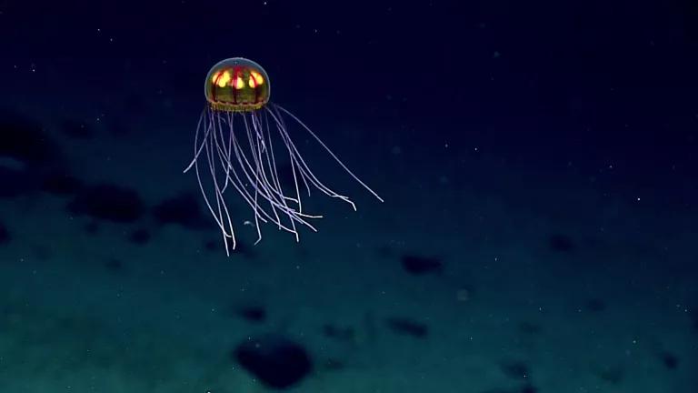 A jellyfish glows in deep blue water