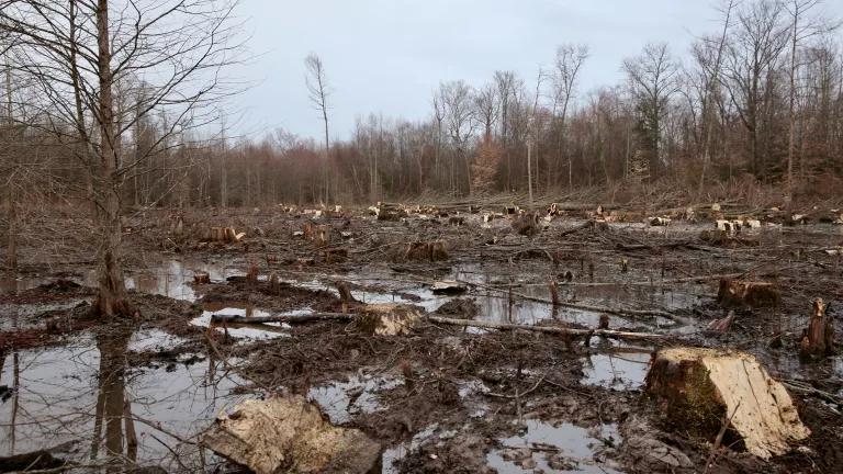 A clearing in a forested area with muddy soil and dozens of freshly-cut tree stumps