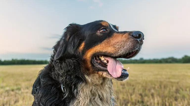 A black and brown dog with its tongue hanging out sits in an open grassy field