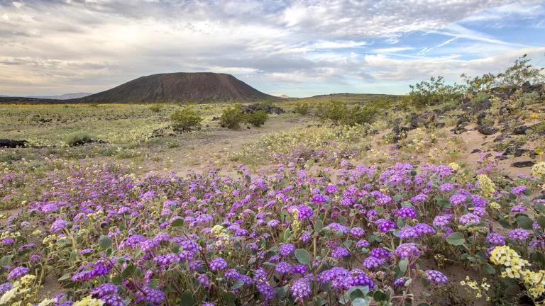 An expansive meadow with purple and white wildflower in the foreground and a high plateau in the distance