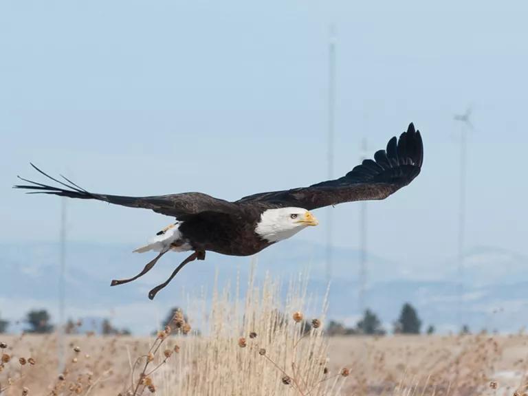 A 20-year-old bald eagle flies from a lift during research at the National Wind Technology Center, Auburn University.