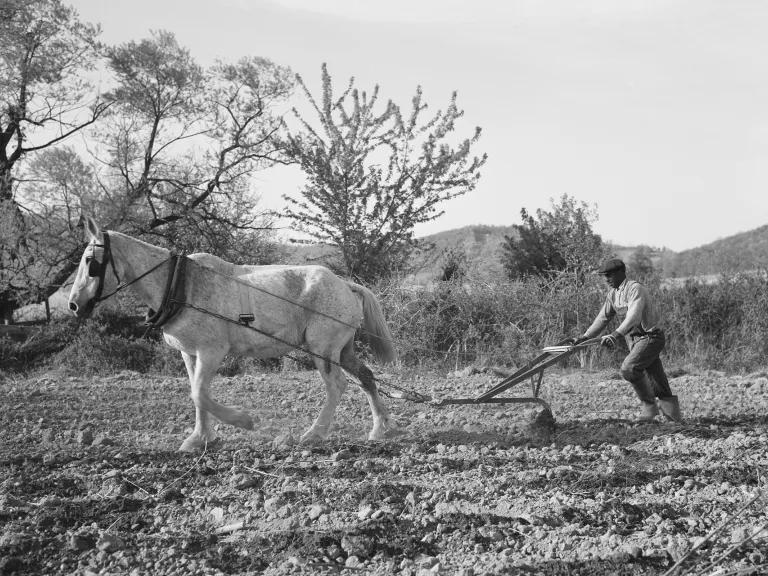In a black and white image, a Black farmer pushes a plow behind a horse