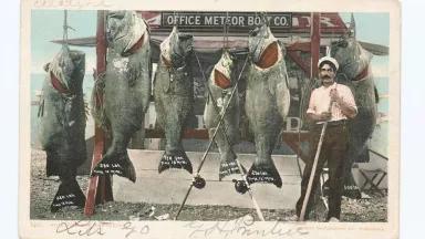 Historic photo of man holding gaff standing in front of 6 giant black sea bass