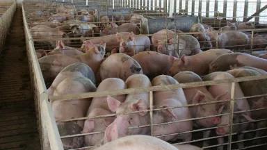 Pigs housed in pens inside a swine finishing barn on an Iowa farm