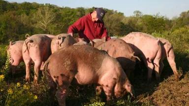A farmer feeding a group of large pigs