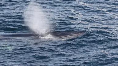 A whale swimming at the surface of the ocean and spraying from its blowhole