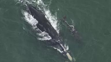 A mother whale swims alongside her newborn calf