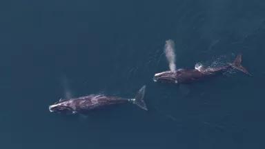 An aerial view of two whales swimming near the ocean surface with fine spray emerging from their blowholes