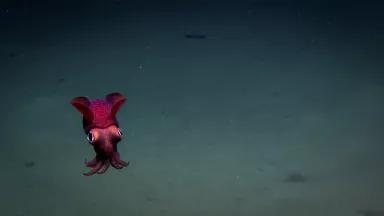 A bobtail - red colored squid