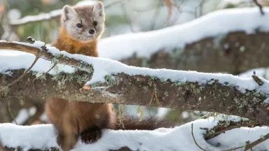 A small brown pine marten peers over a snow-covered tree branch