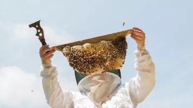 A person in protective clothing handles a hive with bees swarming around it