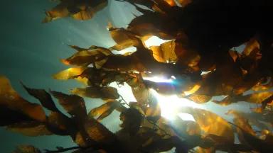 Kelp forest canopy