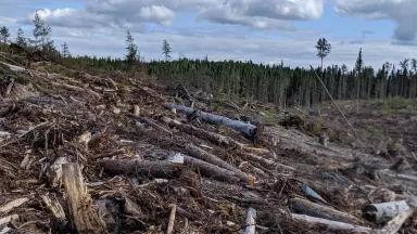 A view of a large number clearcut trees on a vast foreset ground