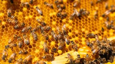 Bees on a bright yellow honeycomb