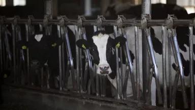 Cows stands in a large pen with their heads between metal grates