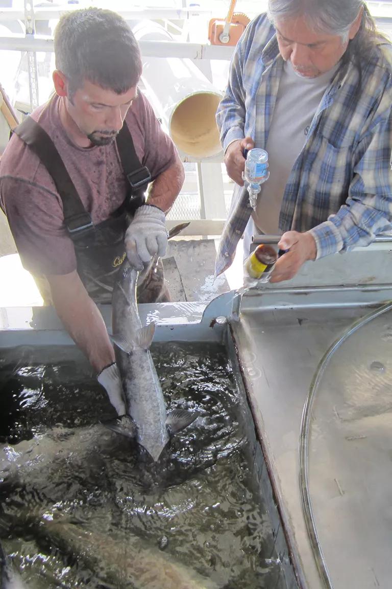 Two people looking over a tank of fish, one person holding a fish with gloved hands