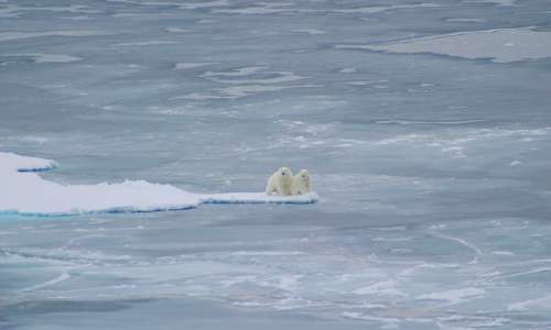 Los cachorros de osos polares mueren en la búsqueda de hielo