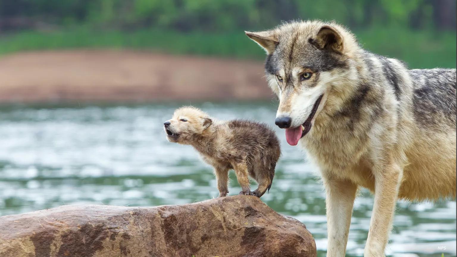 A gray wolf and her pup standing side by side with a body of water in the background in central Minnesota