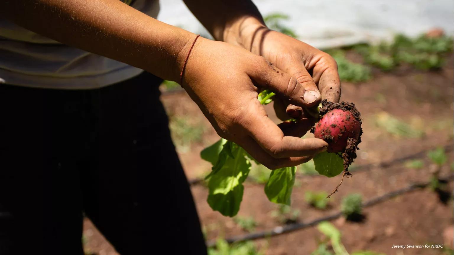 The hands of a farmer holding a freshly picked radish at Juniper Farms, located on leased public lands that are owned and managed by Pitkin County, Colorado