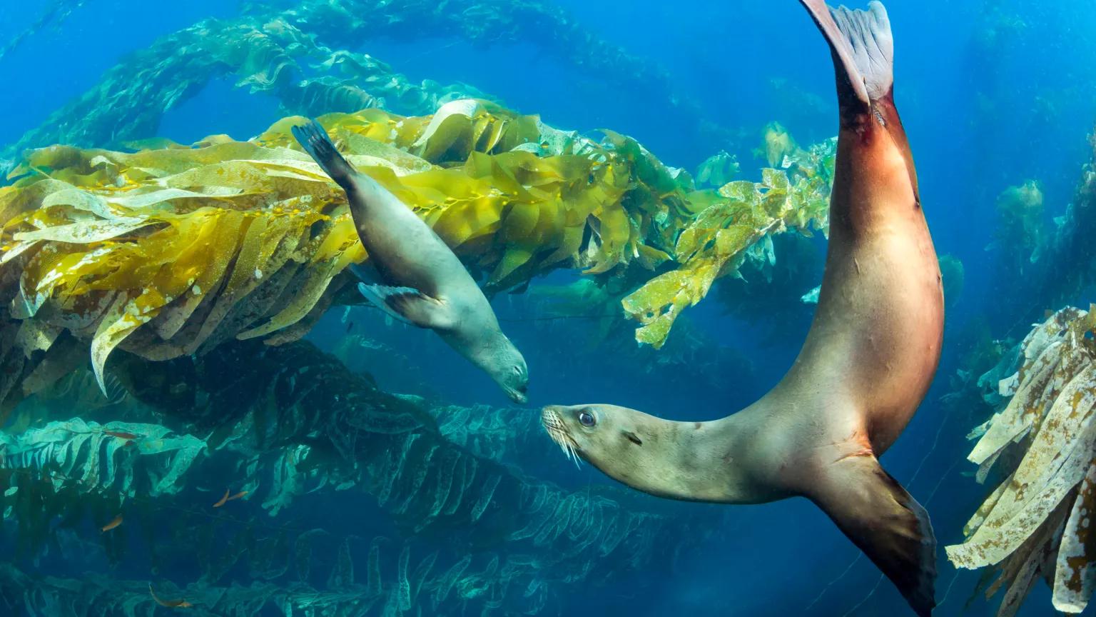 A seal and her pup swimmng underwater in clear water among kelp