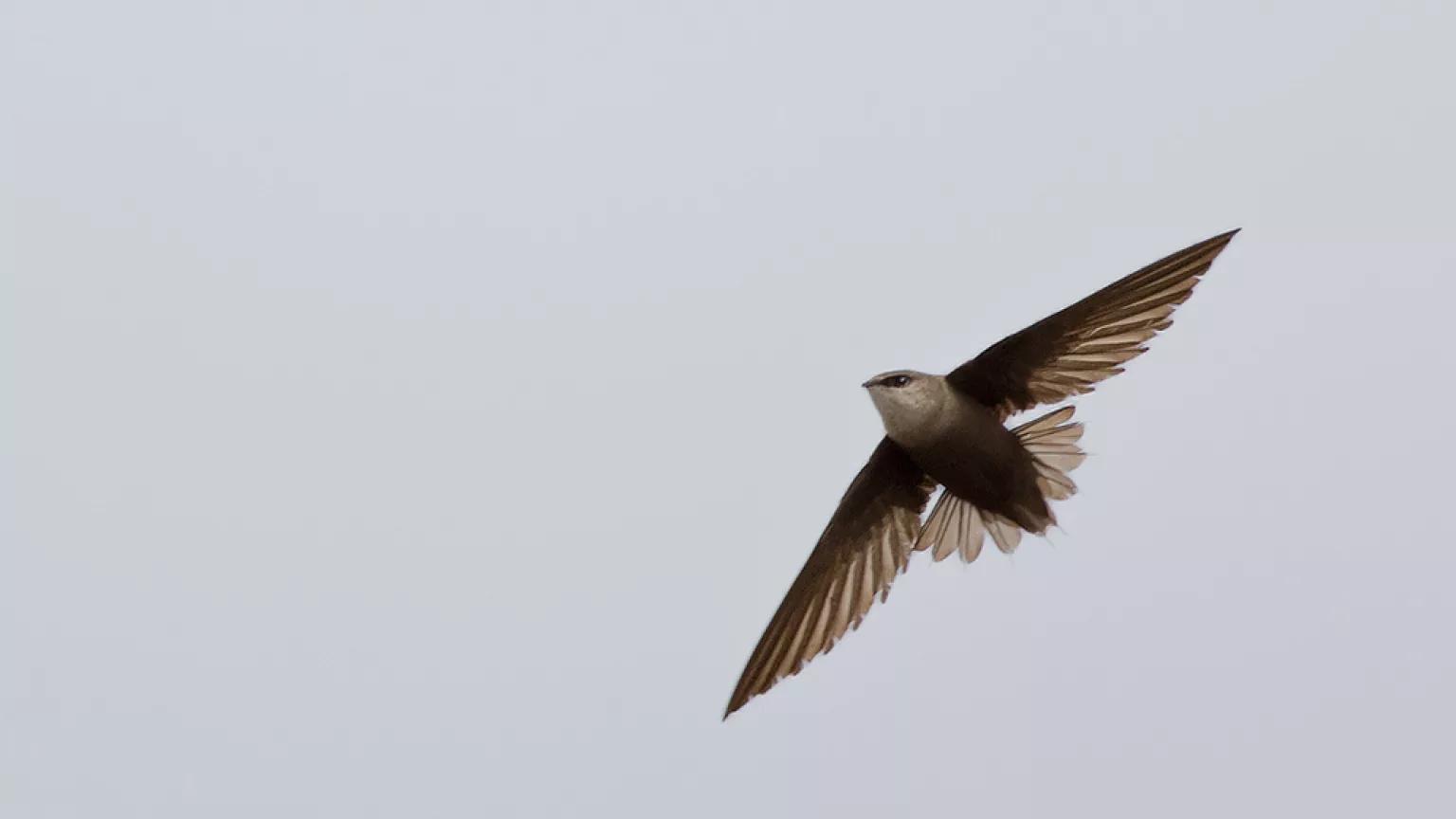 A large brown bird with a white head soars in the sky