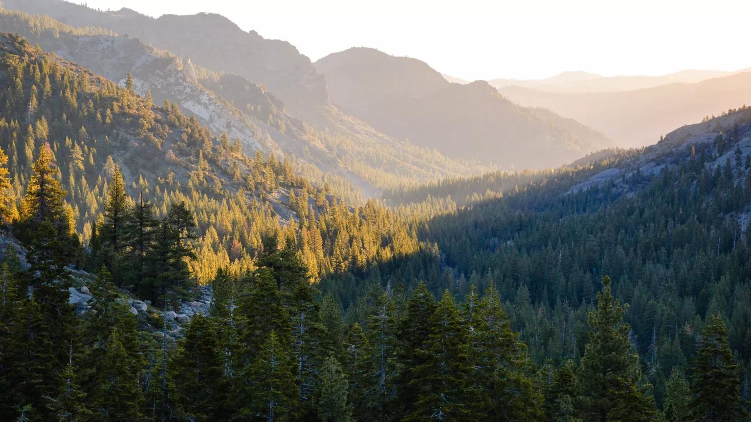 A forested mountain landscape