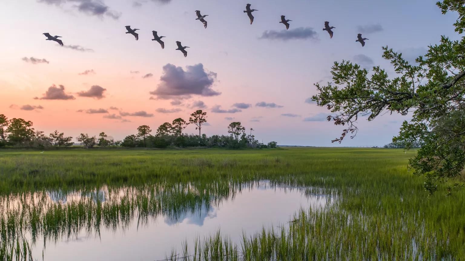 A view of a salt marsh at Hunting Island State Park, South Carolina, with pelicans flying overhead in the sunset