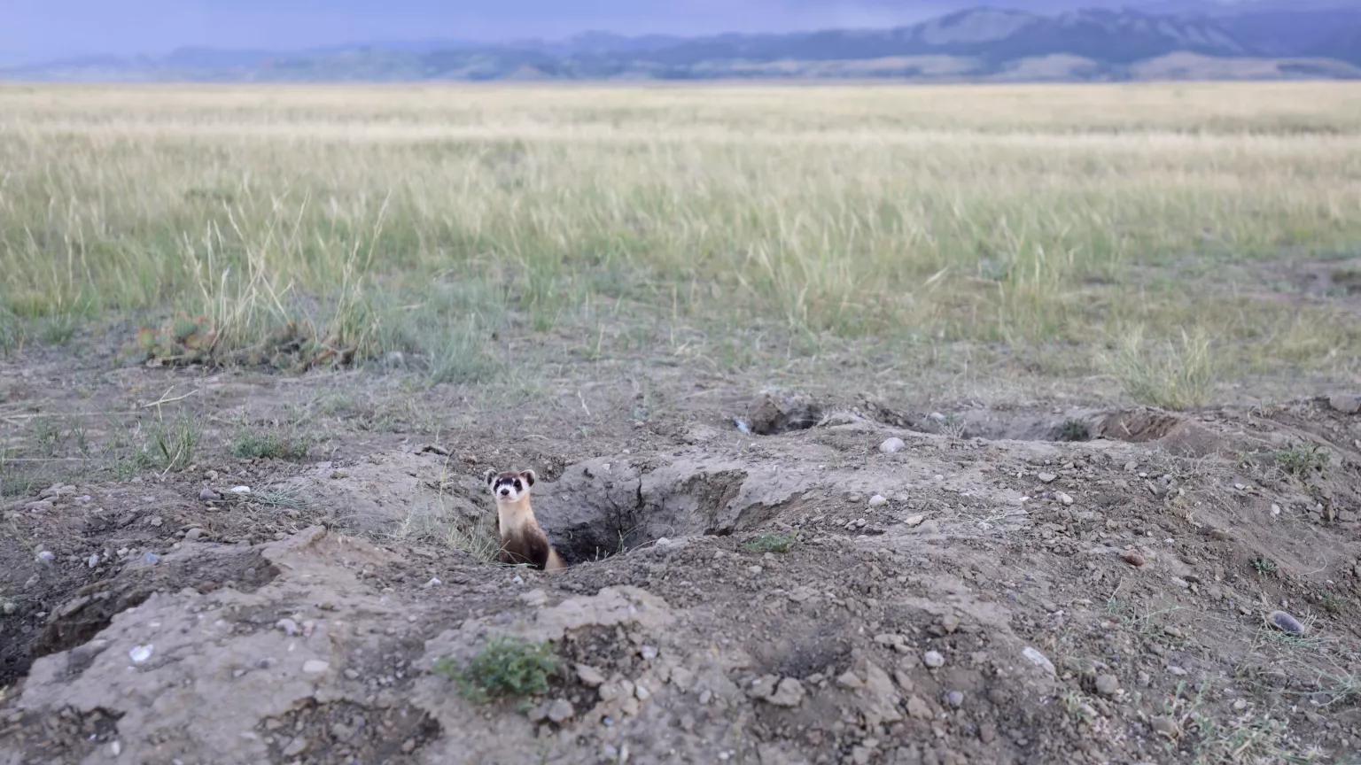 A black-footed ferret pokes its head out of a burrow after being released on land near Meeteeetse, Wyoming, on July 26, 2016. 

35 black-footed ferrets were reintroduced today, all of which stem from the original numbers that were captured by biologists in the area after they were rediscovered in 1981.