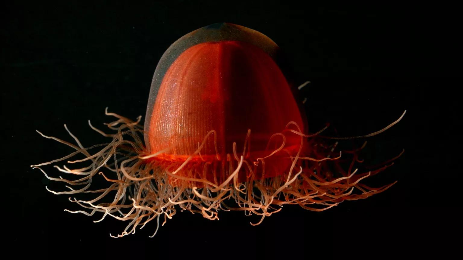 Crossota, a deep red medusa, found just off the sea floor in the deep sea north of Point Barrow, Alaska.
