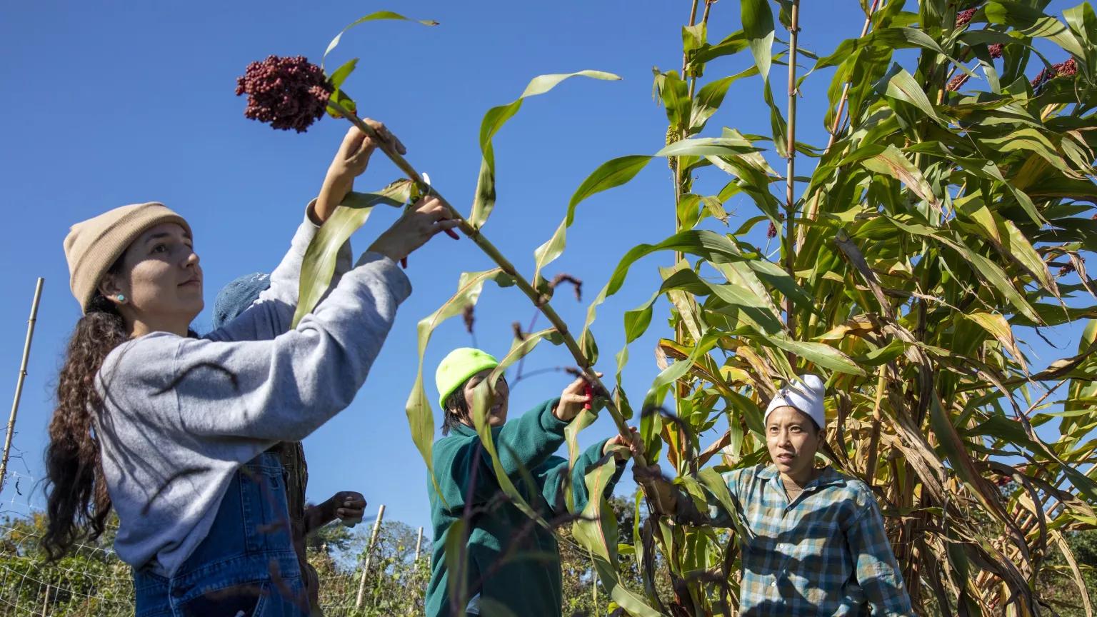 Three women tend to a tall-growing crop