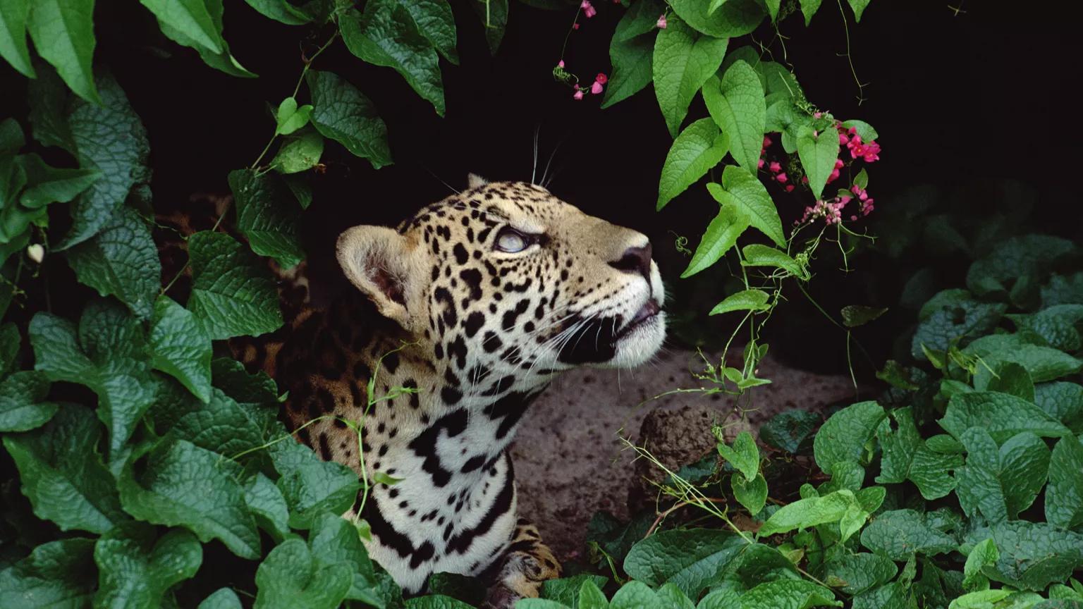 A jaguar looks out from the cover of a leafy tree