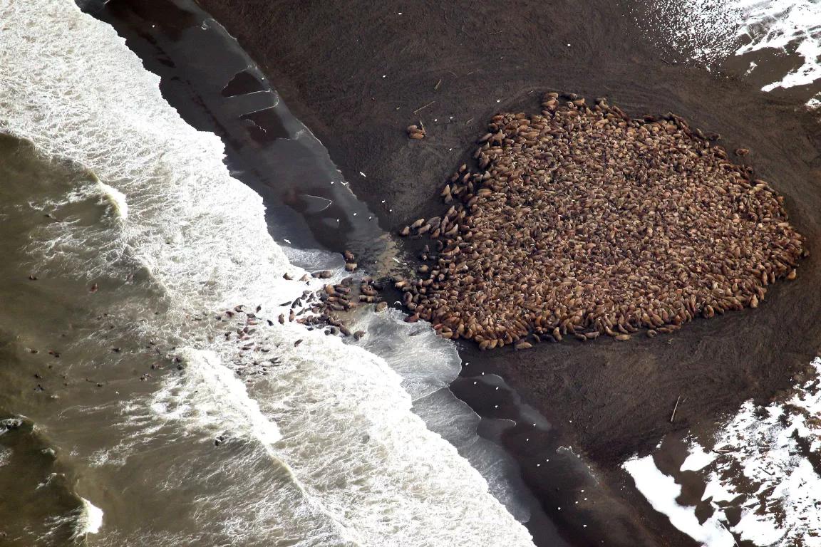 An aerial view of hundreds of walrus in a tight group on a beach