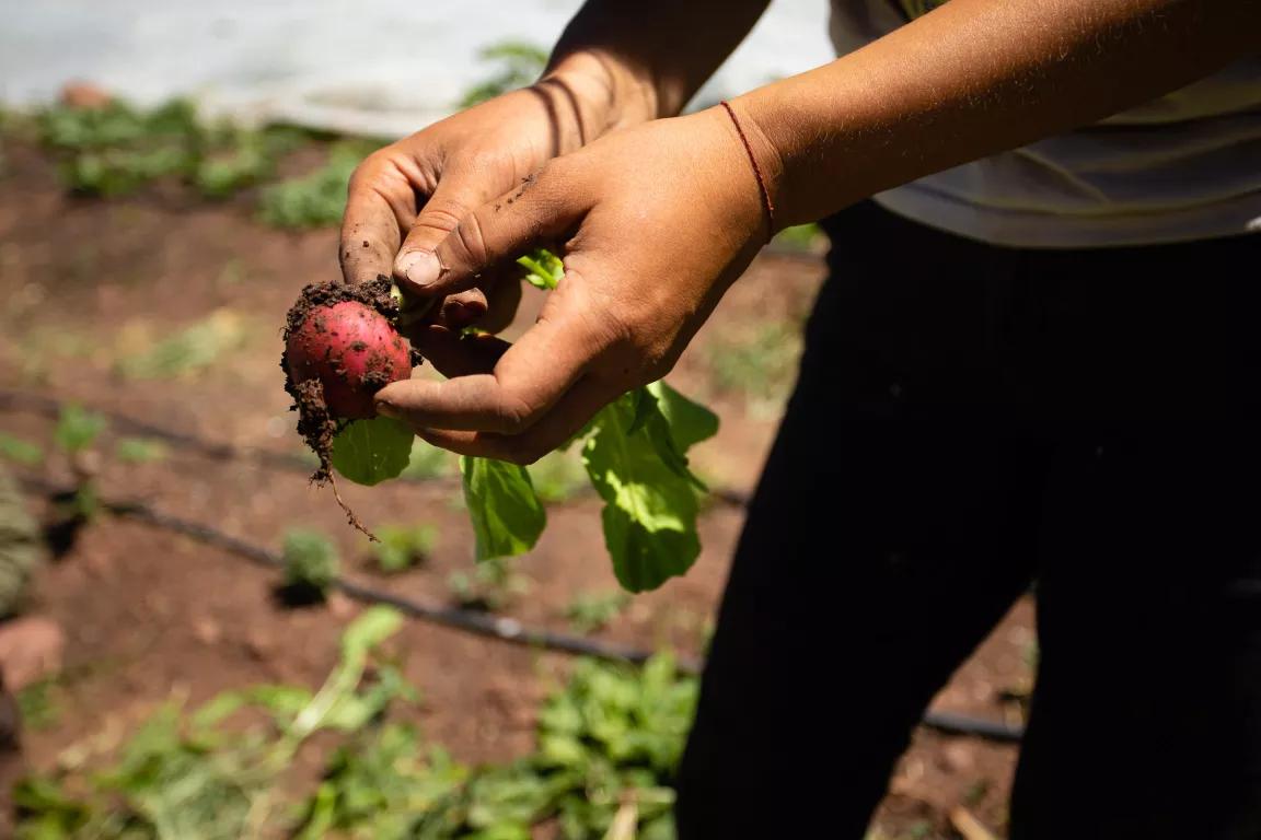 The hands of a farmer holding a freshly picked radish at Juniper Farms, located on leased public lands that are owned and managed by Pitkin County, Colorado