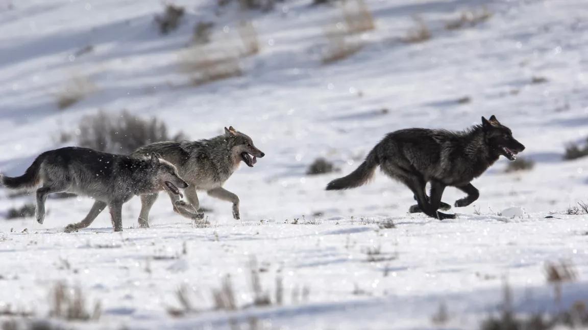 Gray wolves running in the snow through Yellowstone National Park