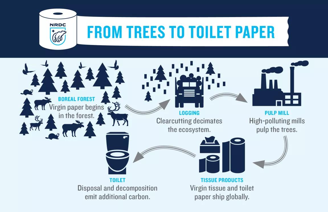 An illustration title "From Trees to Toilet Paper" shows the lifecycle of toilet paper